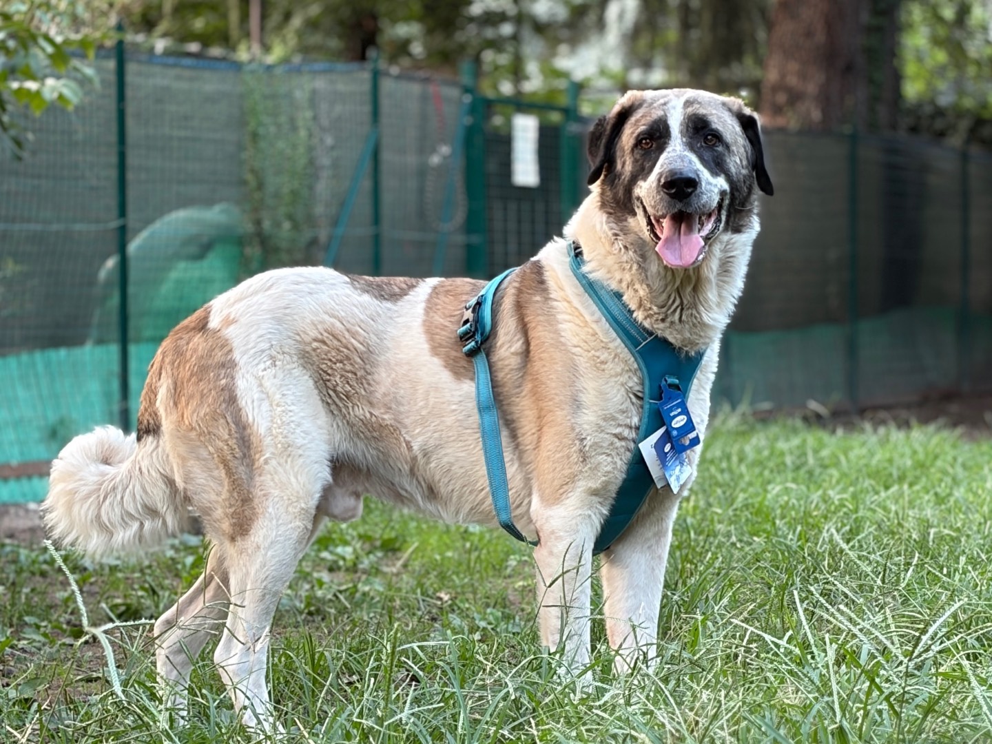 Adotta un cane, taglia gigante, maschio, Milano
