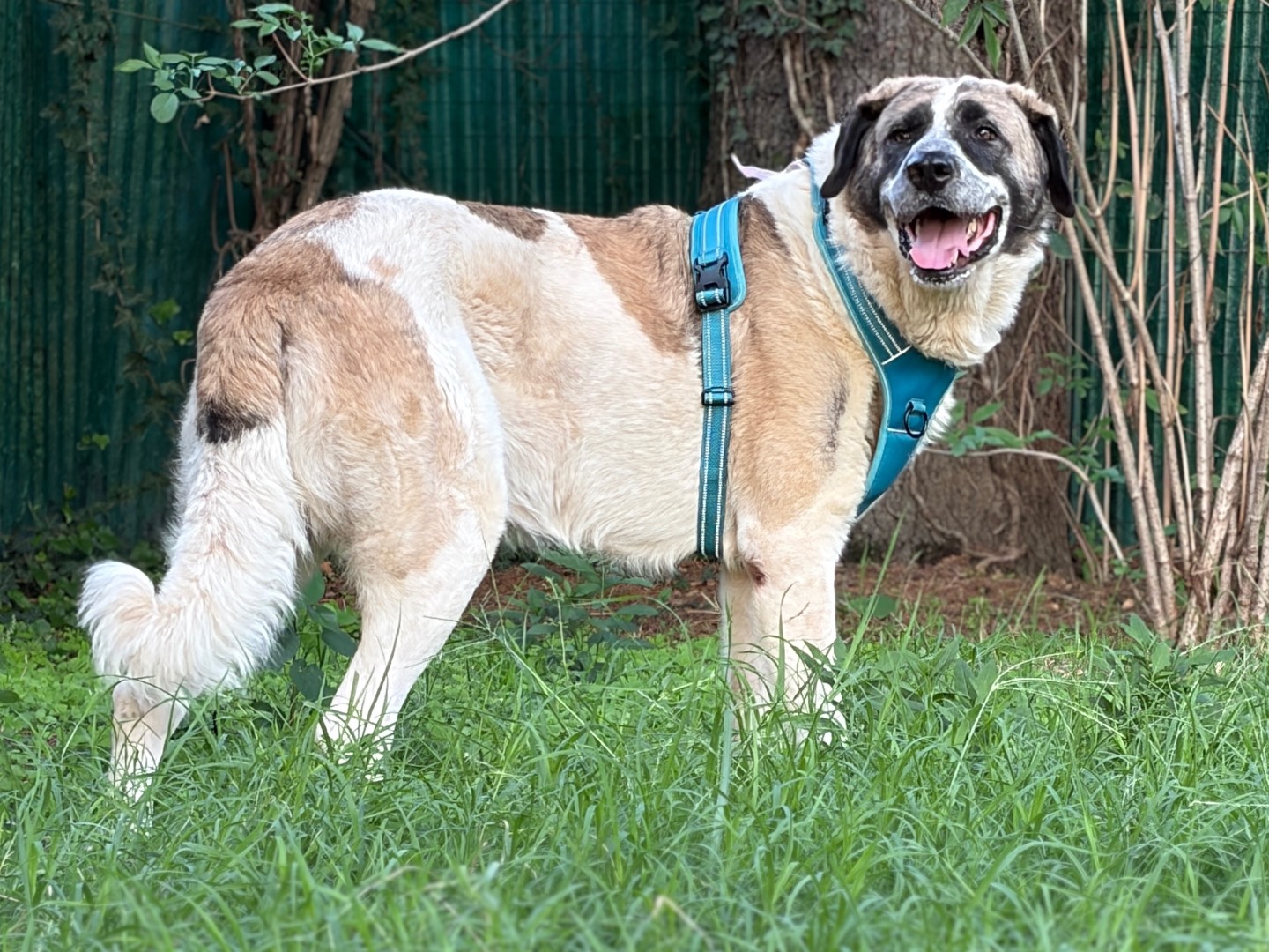 Adotta un cane, maschio, 6 anni e 4 mesi, Milano