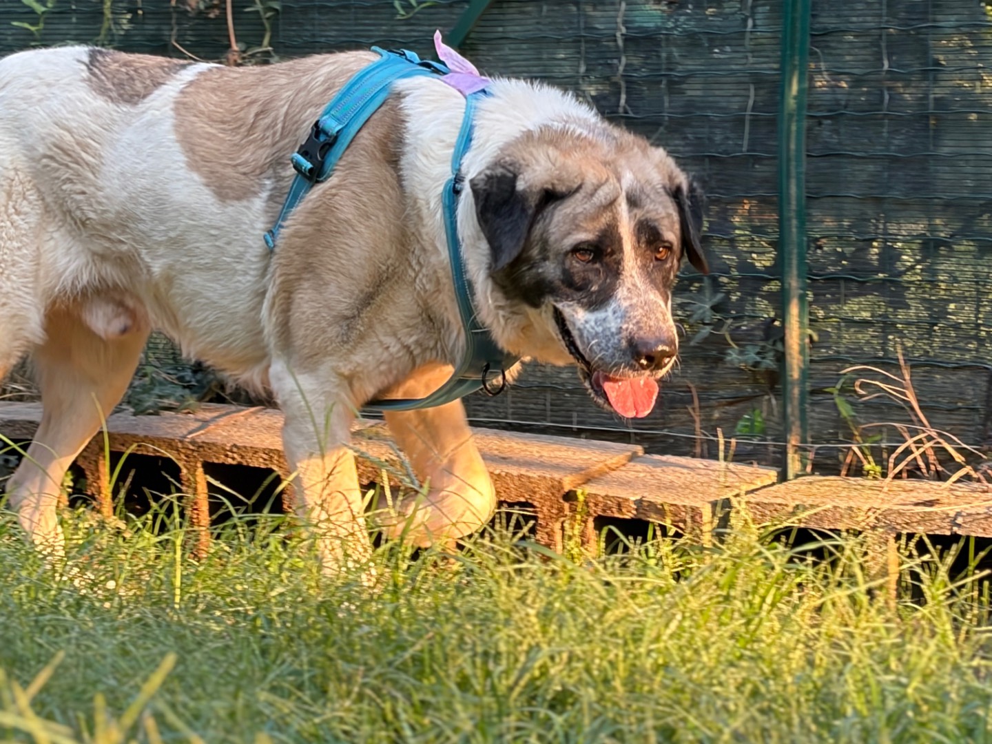 Vuoi adottare un cane a Milano?