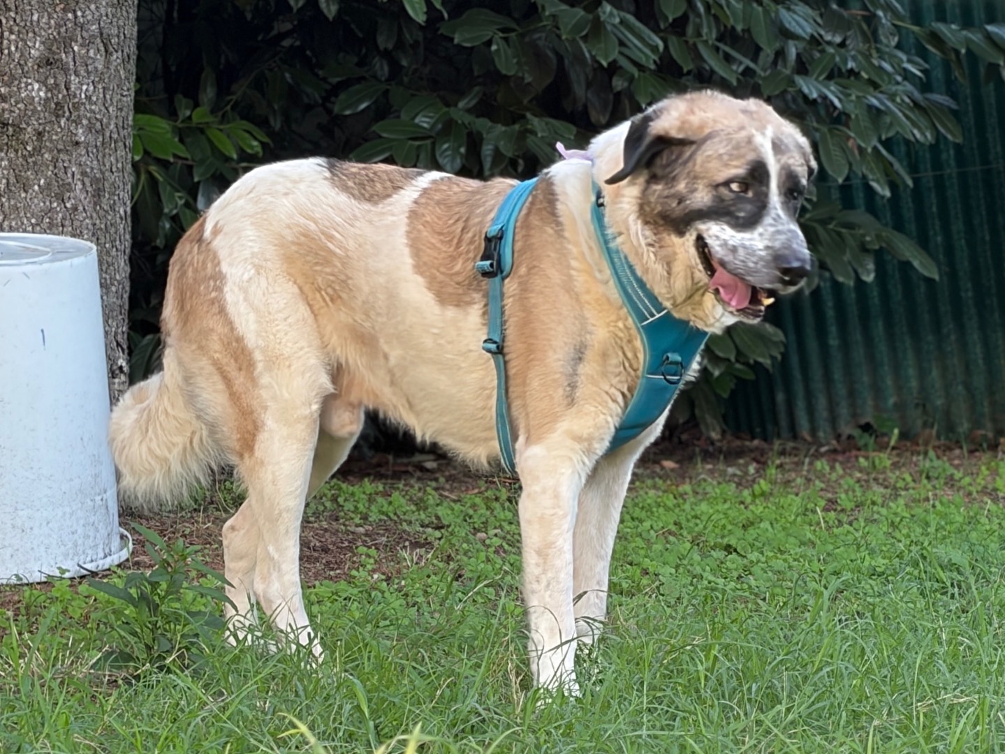 Adotta il cane Asgar a Milano