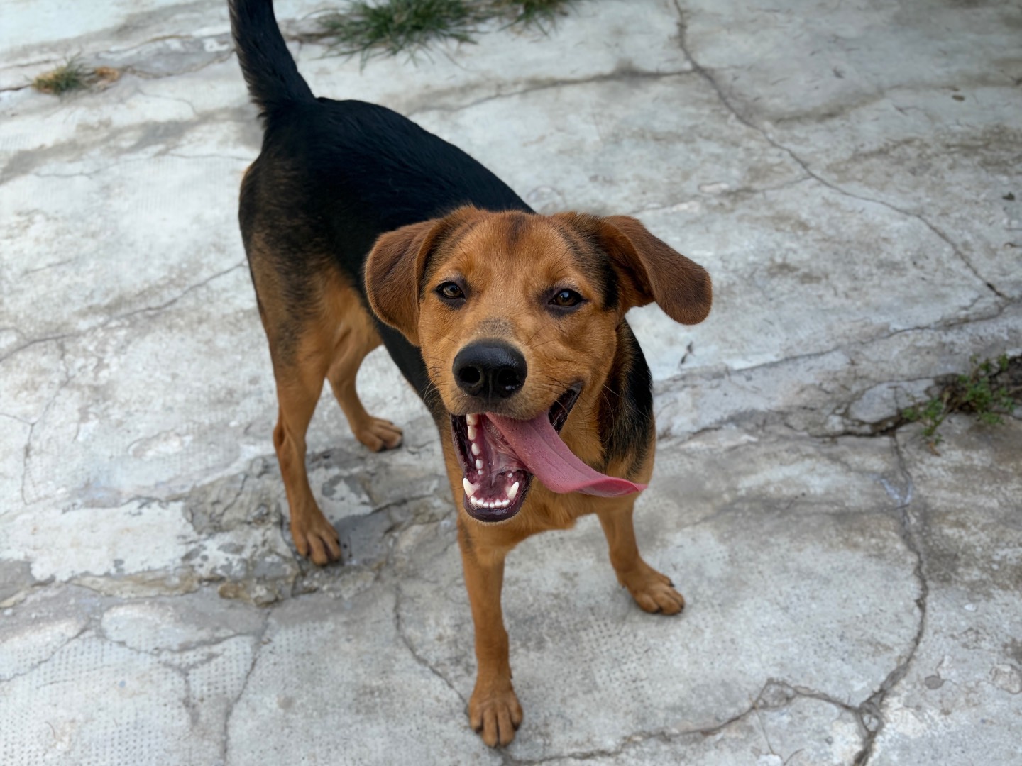 Adozione cane, maschio, Razza sconosciuta Razza sconosciuta, 10 mesi, taglia media contenuta, Milano