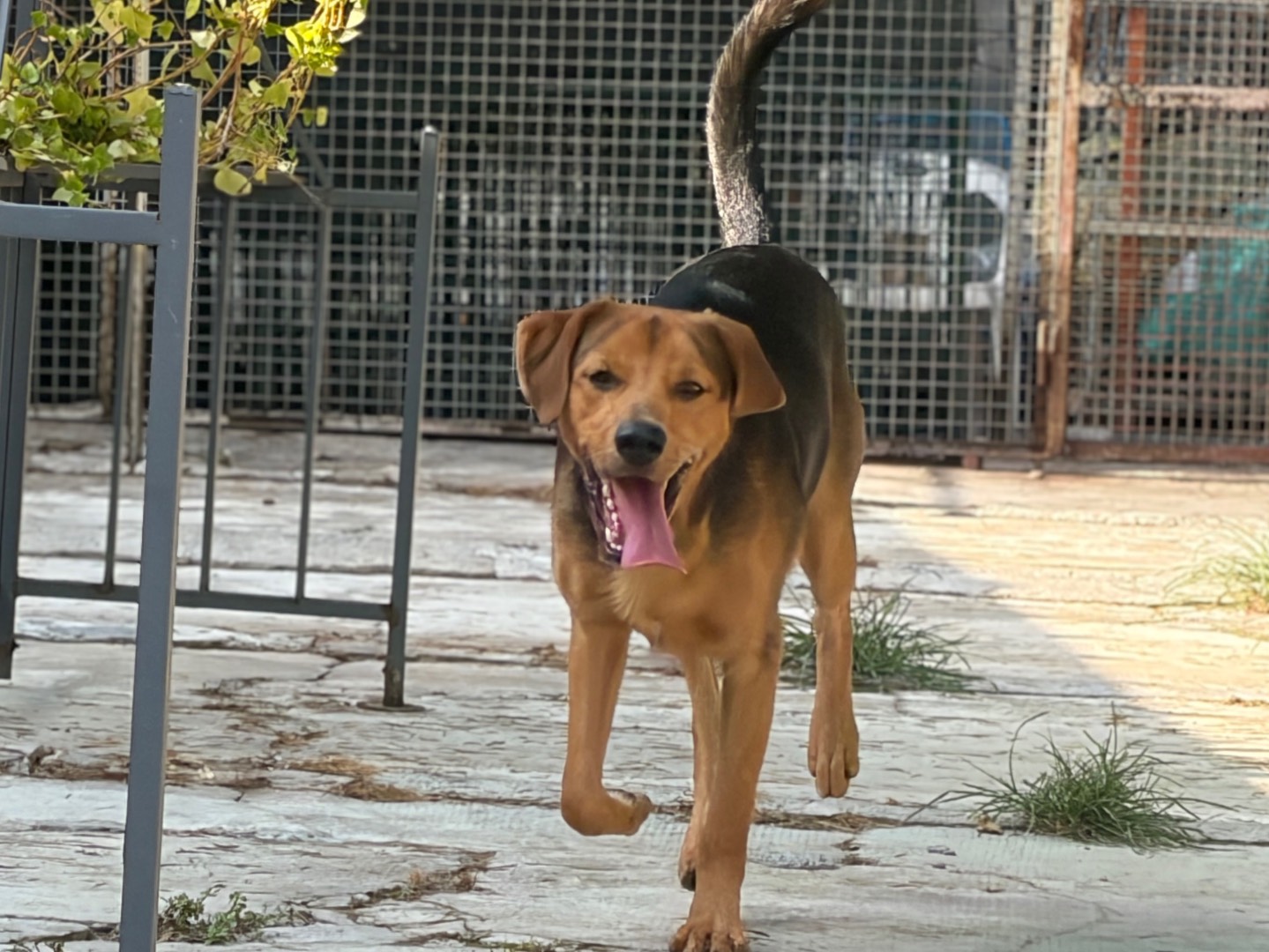 Adotta un cane, taglia media contenuta, maschio, Milano