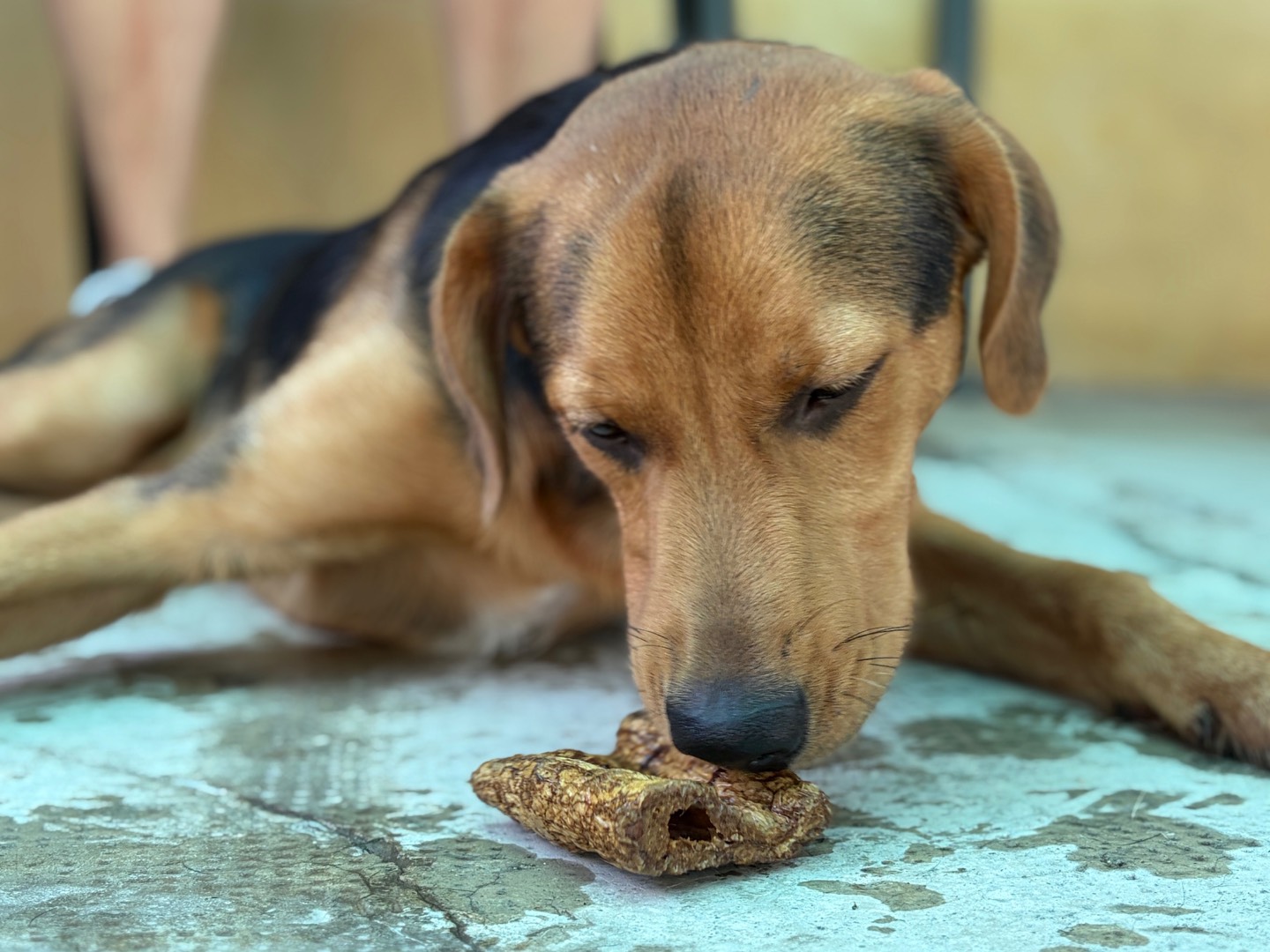 Vuoi adottare un cane a Milano?