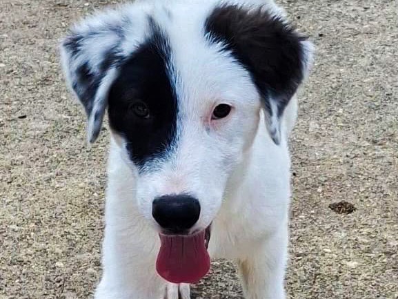 Adotta un cane, femmina, 4 mesi, Crotone