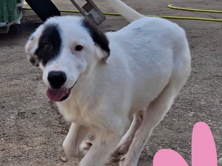 Adotta un cane, taglia media, femmina, Crotone