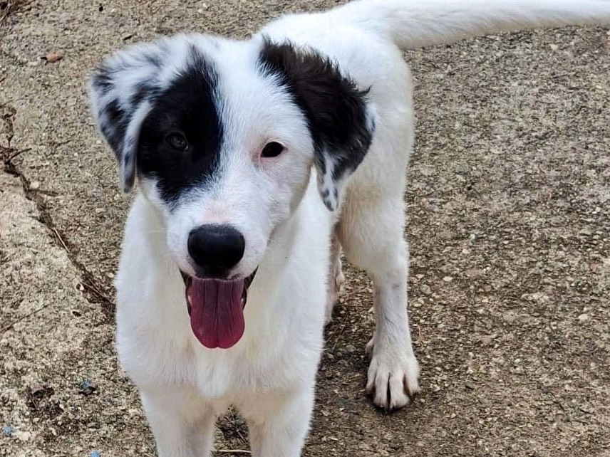Adozione cane, femmina, Razza sconosciuta Razza sconosciuta, 4 mesi, taglia media, Crotone