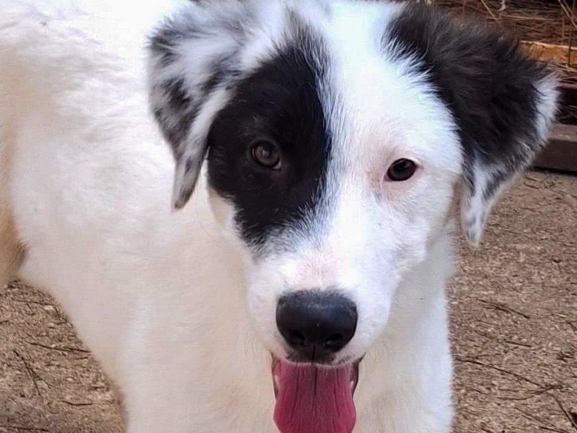 Vuoi adottare un cane a Crotone?