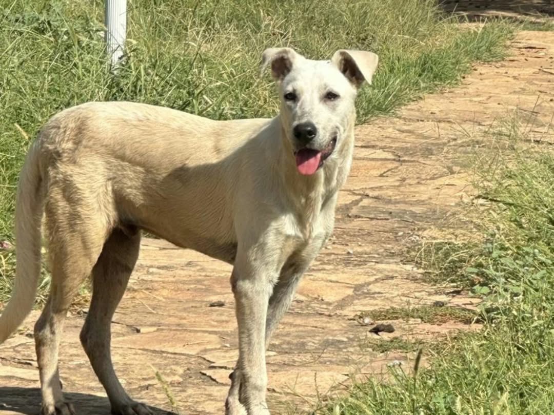 Adozione cane, maschio, Razza sconosciuta Razza sconosciuta, 9 mesi, taglia media, Crotone