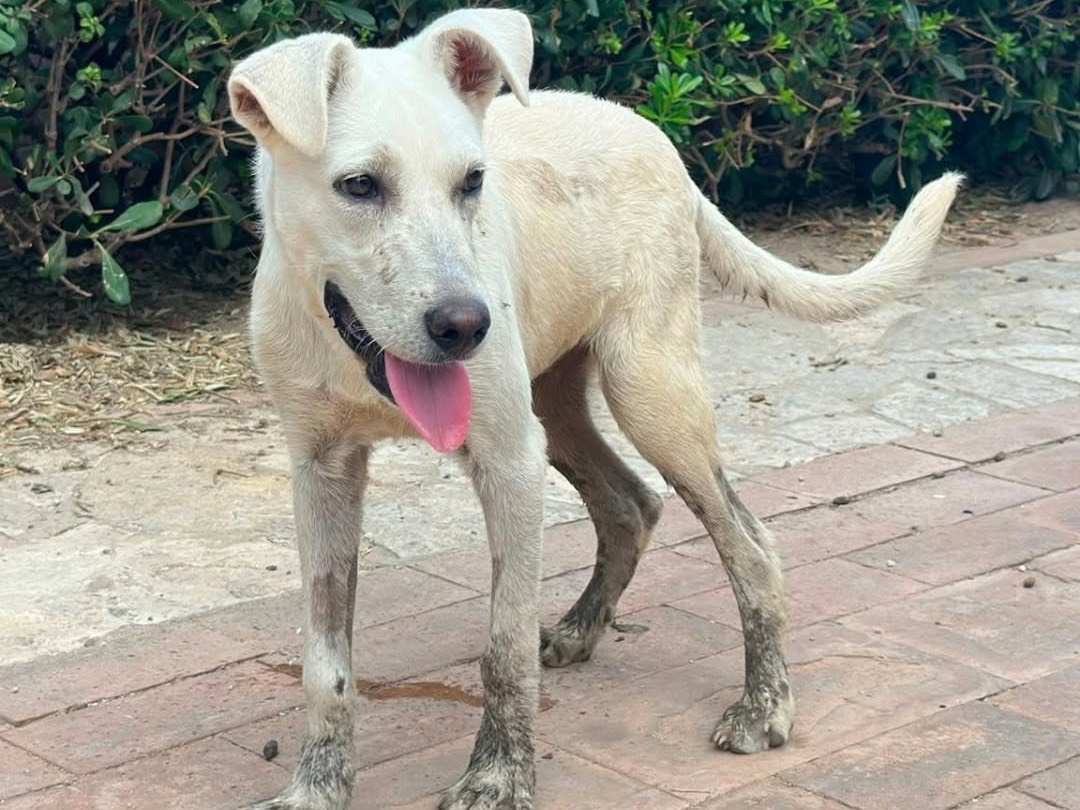 Adotta un cane, maschio, 9 mesi, Crotone