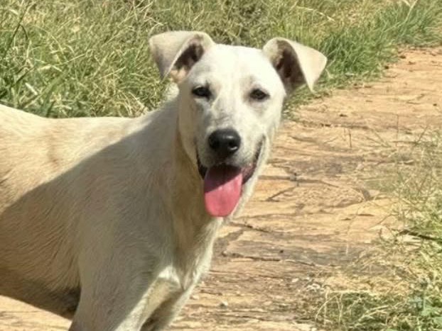 Adotta un cane, taglia media, maschio, Crotone