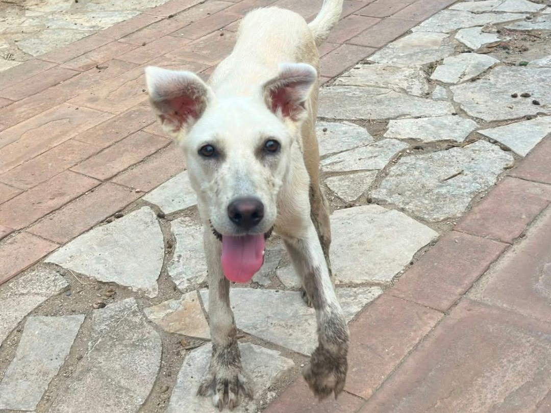 Vuoi adottare un cane a Crotone?