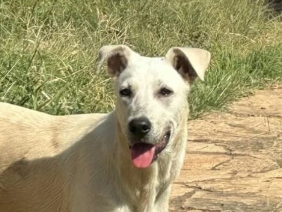 Adotta il cane Giove  a Crotone