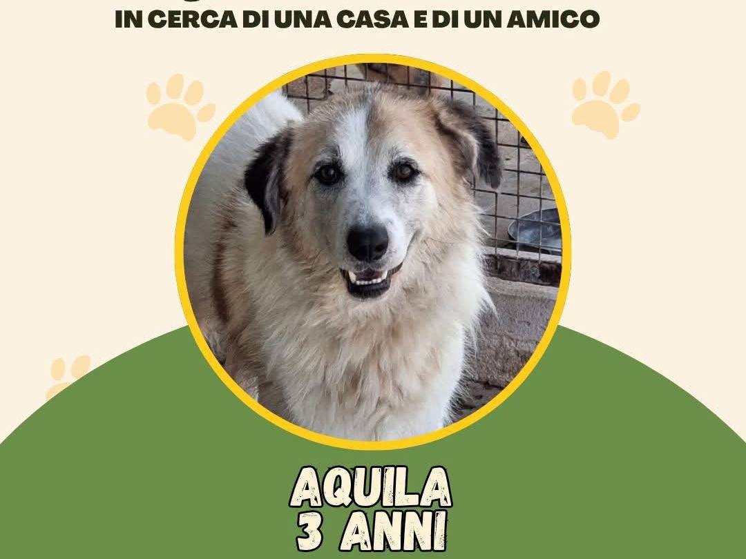 Adozione cane, femmina, Razza sconosciuta Razza sconosciuta, 3 anni, taglia media, Vibo