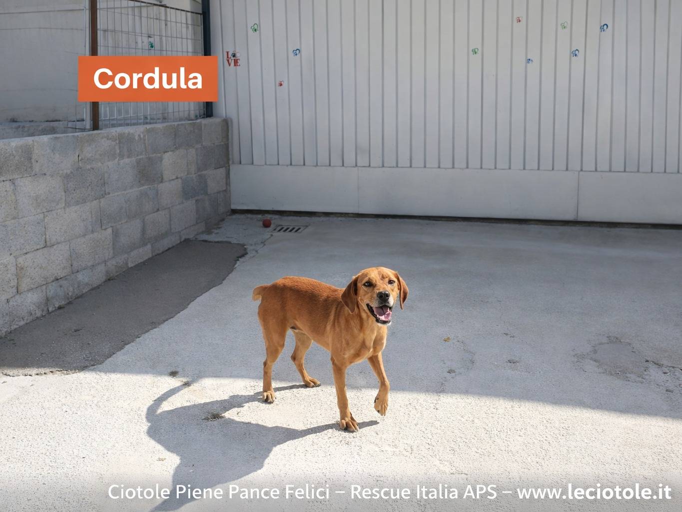Adozione cane, femmina, Razza sconosciuta Razza sconosciuta, 2 anni e 2 mesi, taglia media, Avellino