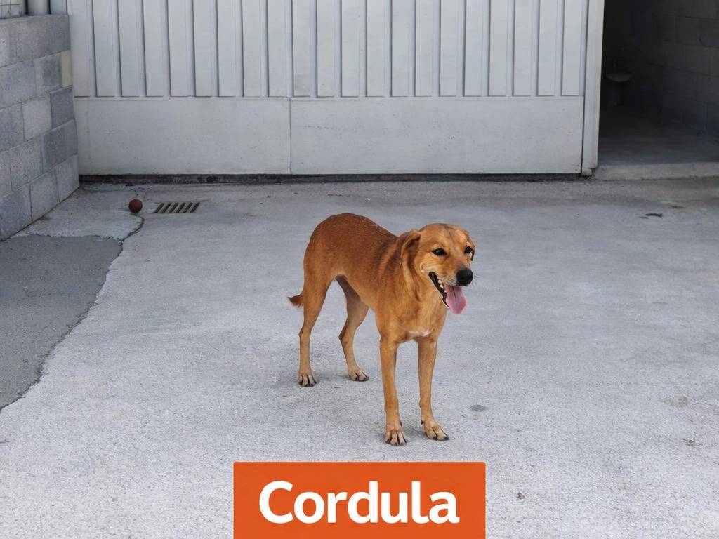 Adotta un cane, femmina, 2 anni e 2 mesi, Avellino