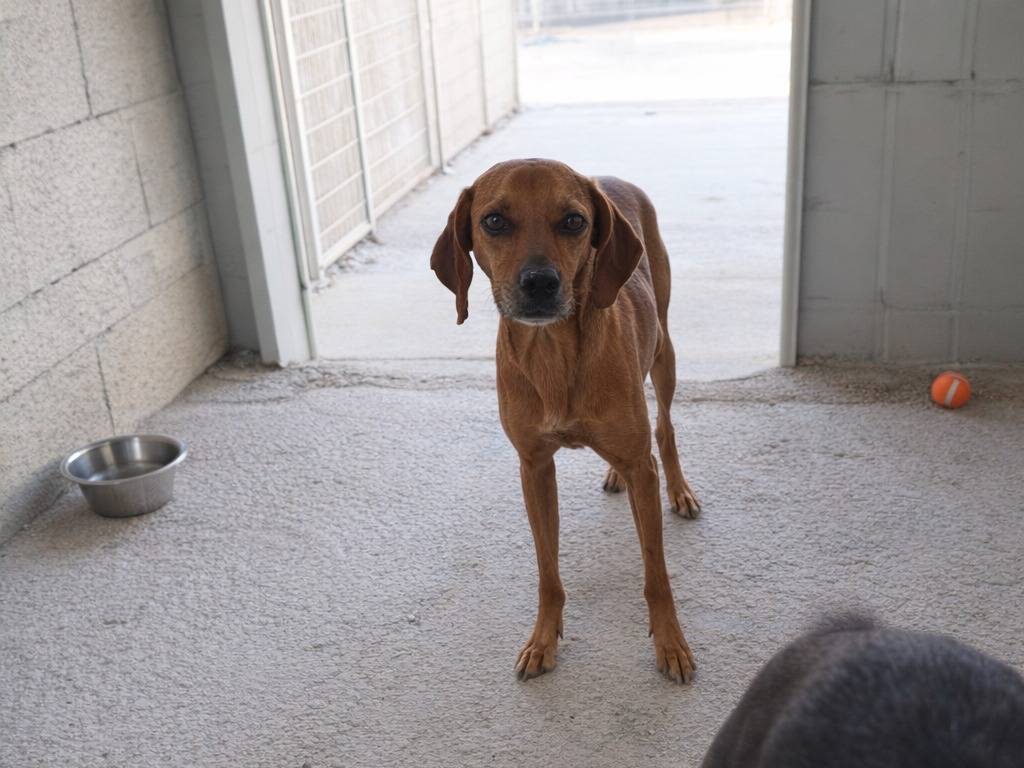 Adotta un cane, taglia media, femmina, Avellino