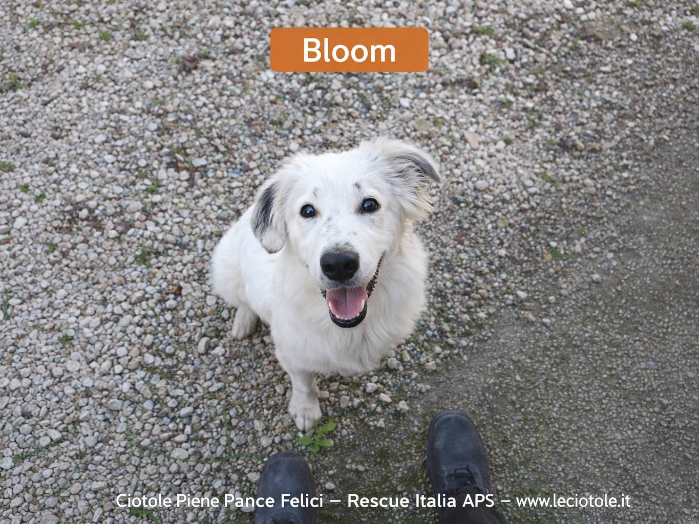 Adozione cane, maschio, Razza sconosciuta Razza sconosciuta, 7 mesi, taglia media, Avellino