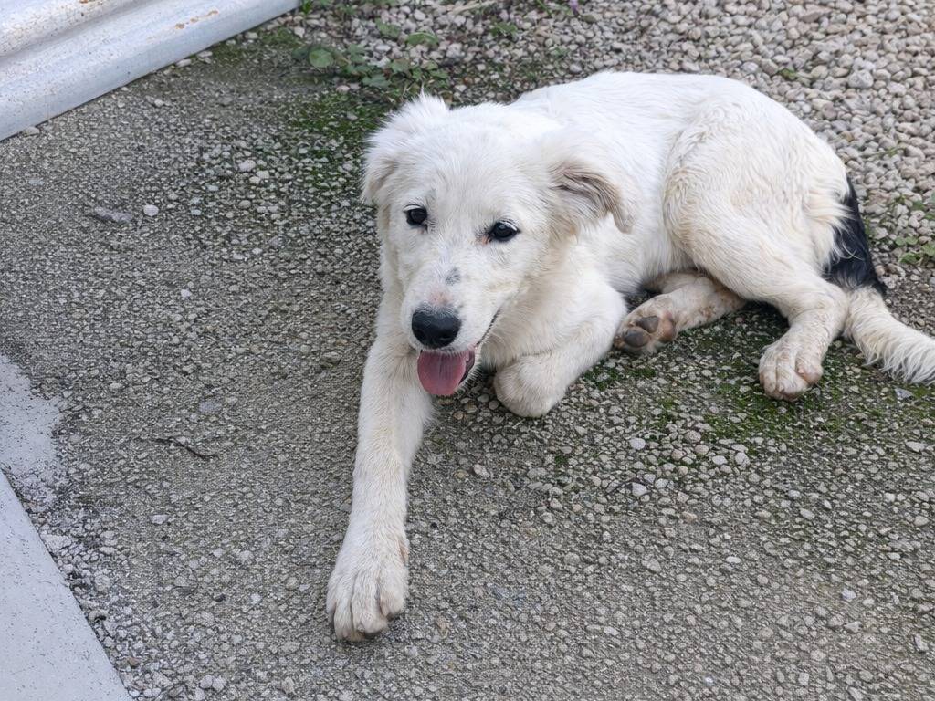 Adotta un cane, maschio, 7 mesi, Avellino