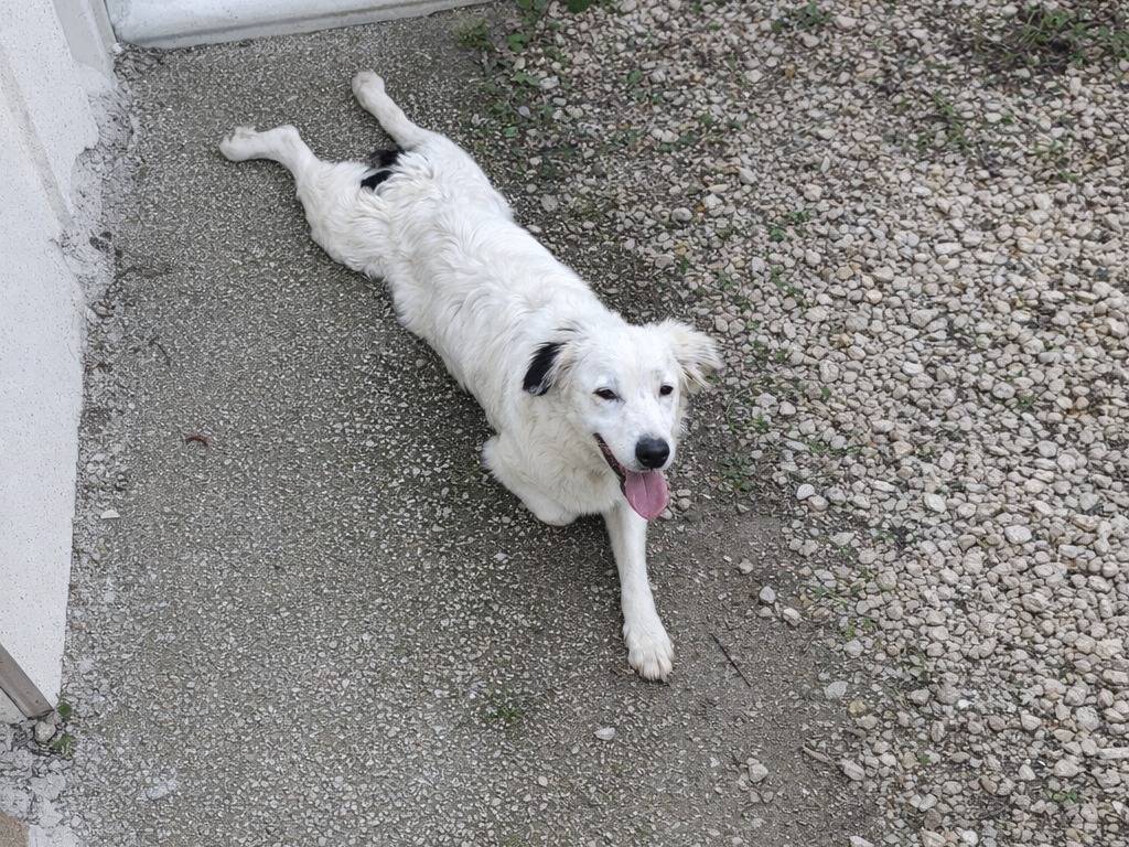 Adotta un cane, taglia media, maschio, Avellino