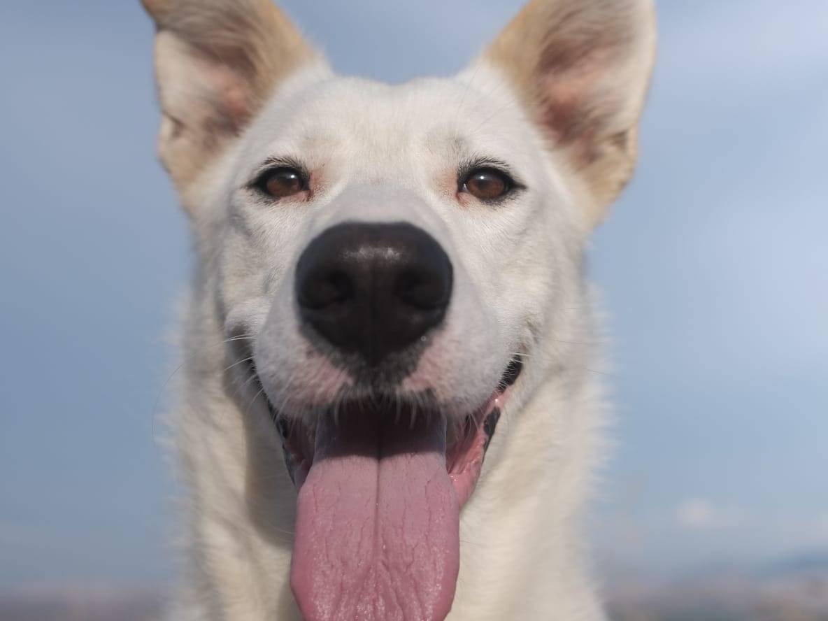 Adozione cane, maschio, Razza sconosciuta Razza sconosciuta, 2 anni e 4 mesi, taglia grande, Milano