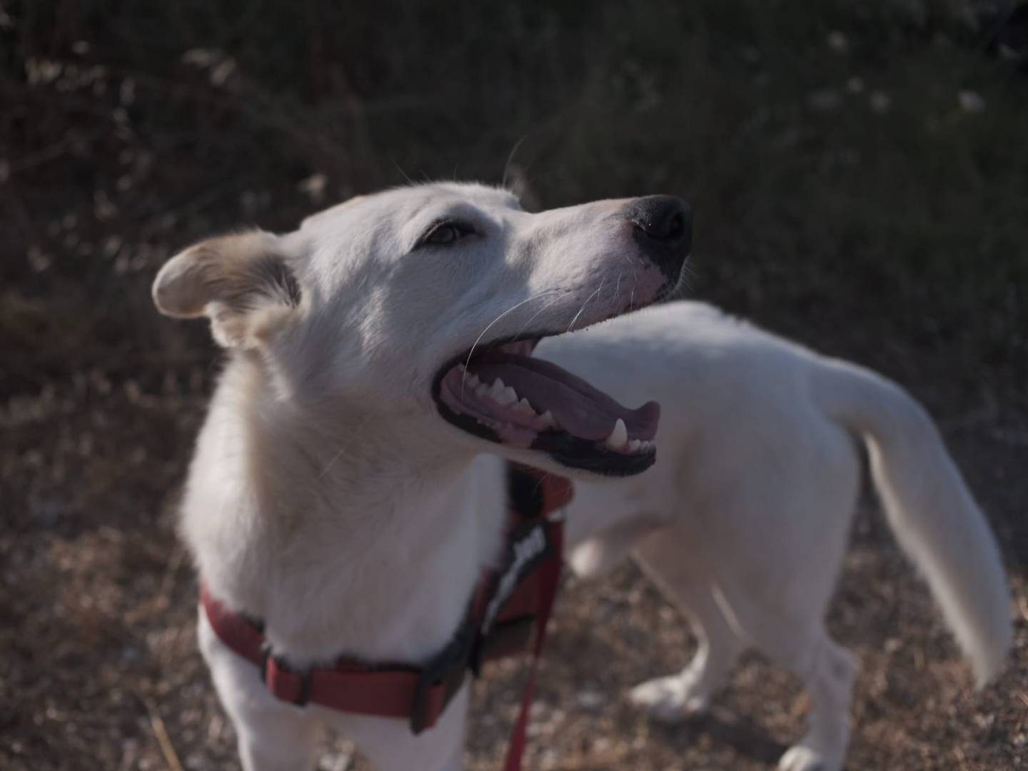 Adotta un cane, maschio, 2 anni e 4 mesi, Milano