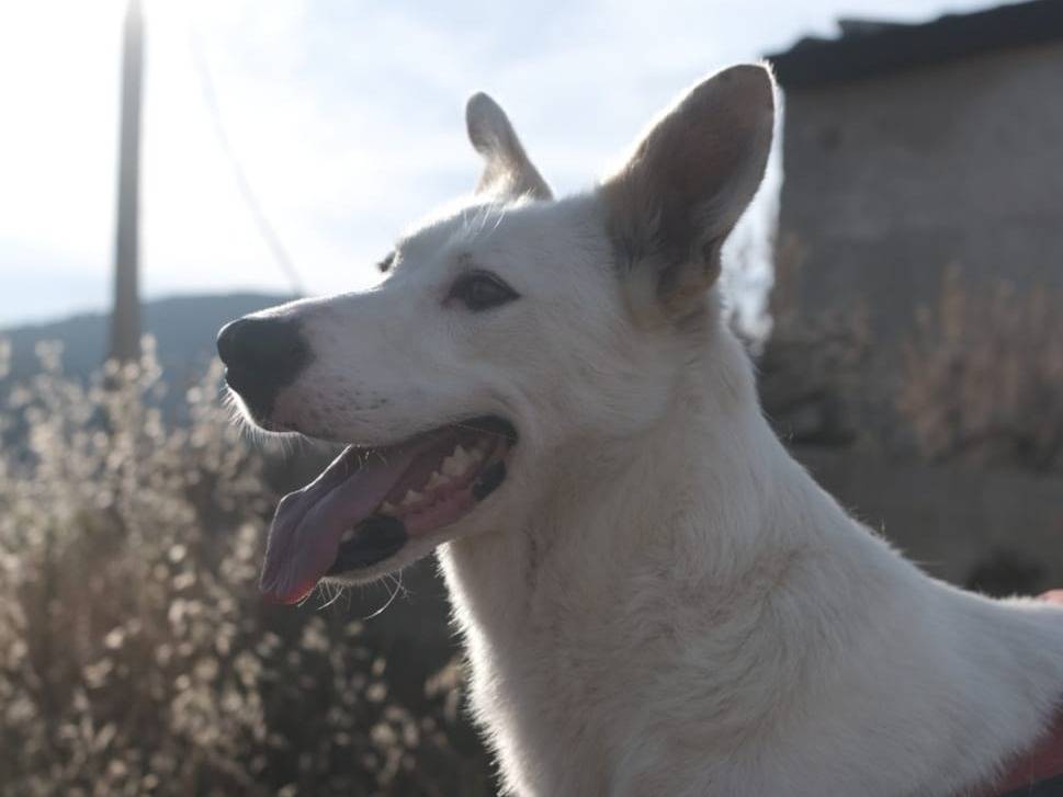 Adotta un cane, taglia grande, maschio, Milano