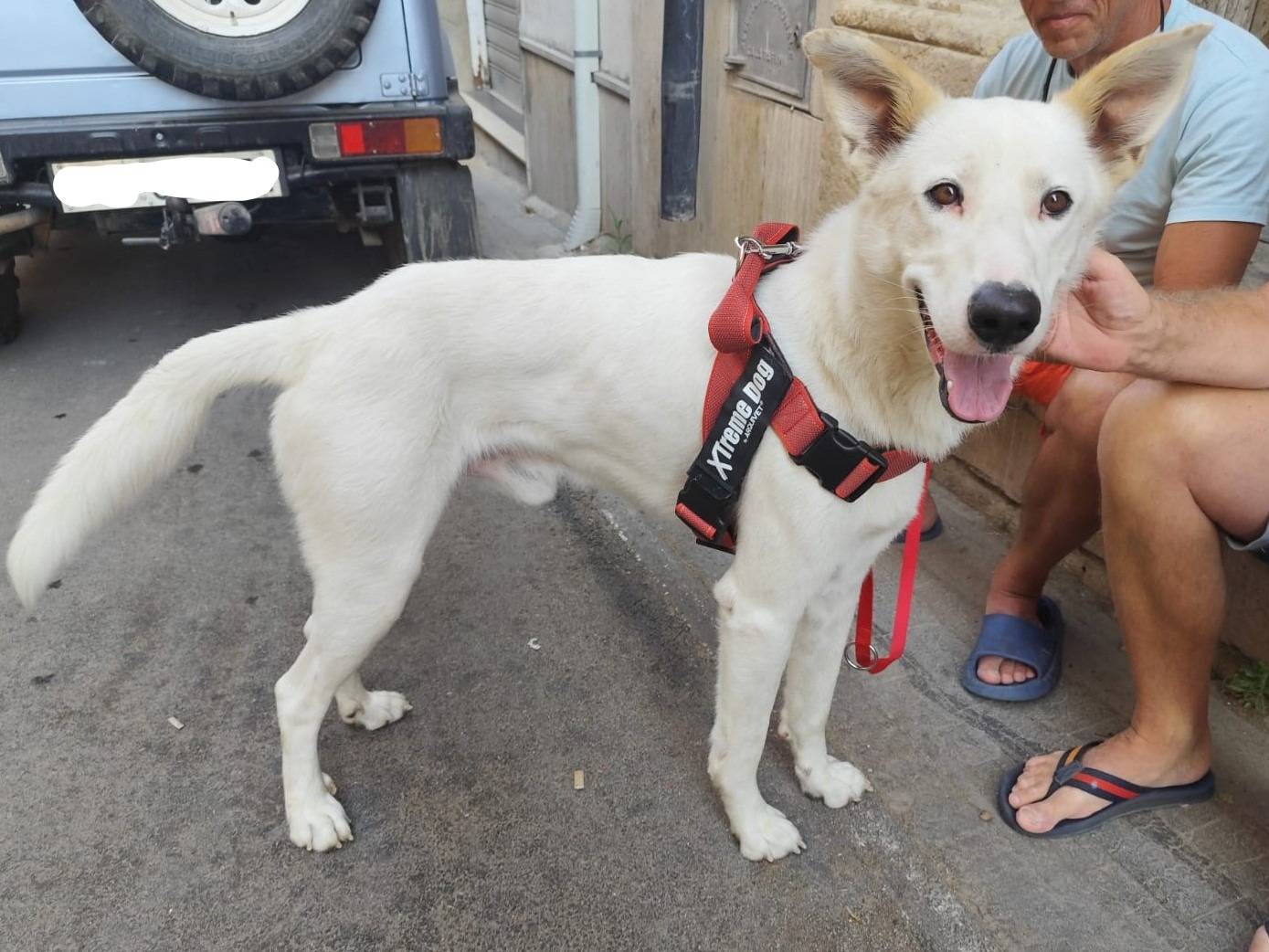 Adotta il cane Robbie a Milano