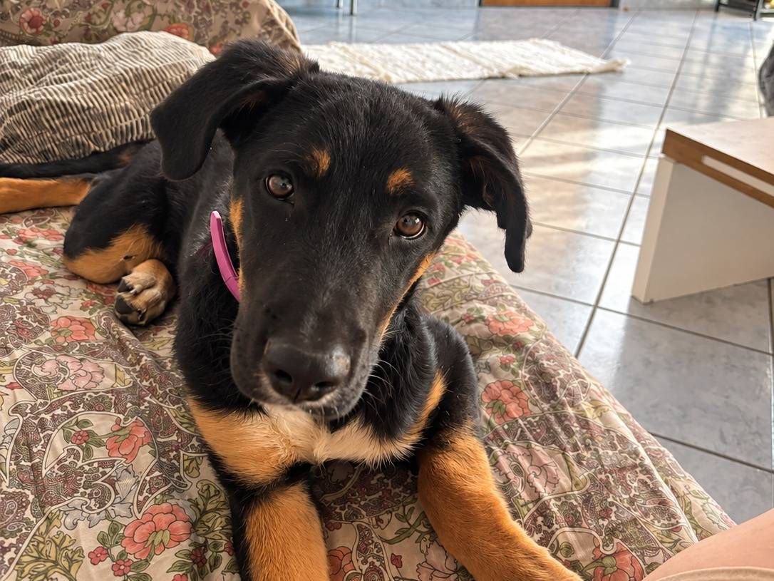 Adozione cane, femmina, Pastore tedesco Razza sconosciuta, 5 mesi, taglia media, Caserta