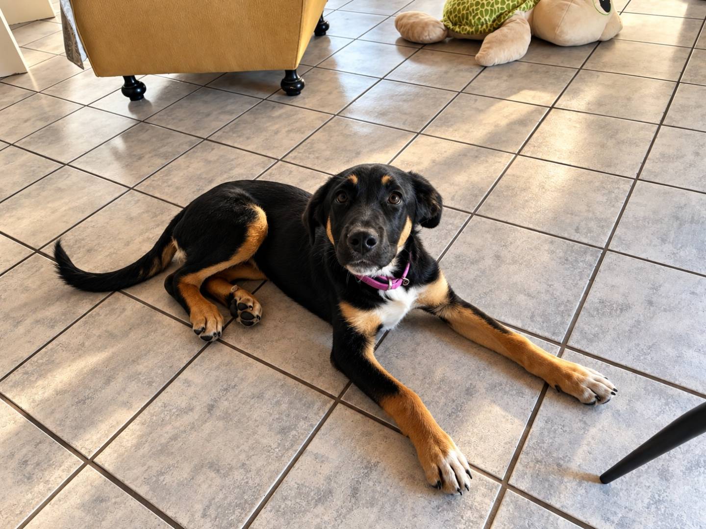 Adotta un cane, femmina, 5 mesi, Caserta
