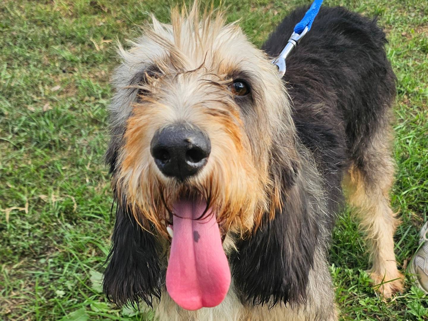 Adozione cane, maschio, Segugio Razza sconosciuta, 7 anni e 10 mesi, taglia media, Pavia