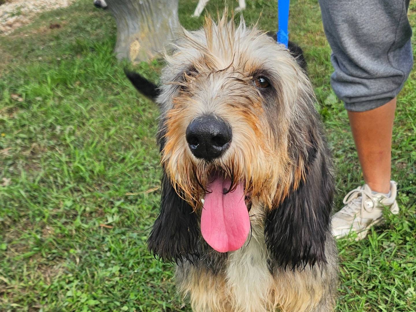 Adotta un cane, maschio, 7 anni e 10 mesi, Pavia