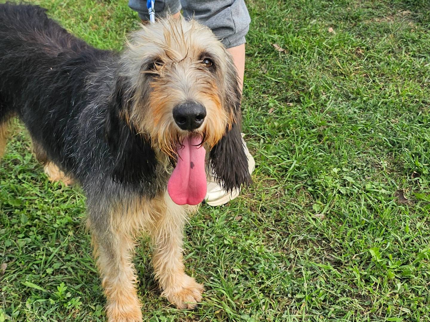 Adotta un cane, taglia media, maschio, Pavia