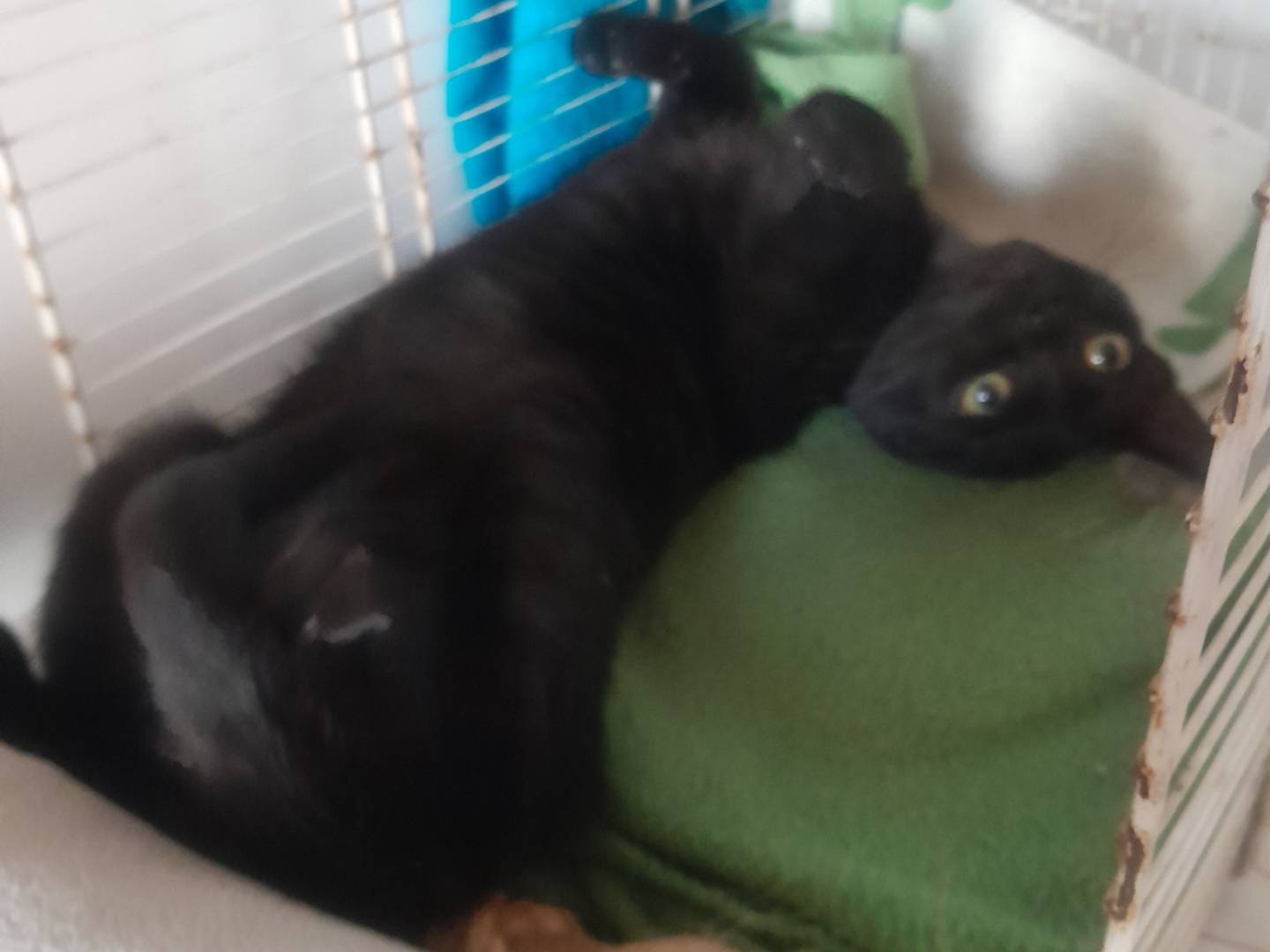 Vuoi adottare un gatto a Roma?