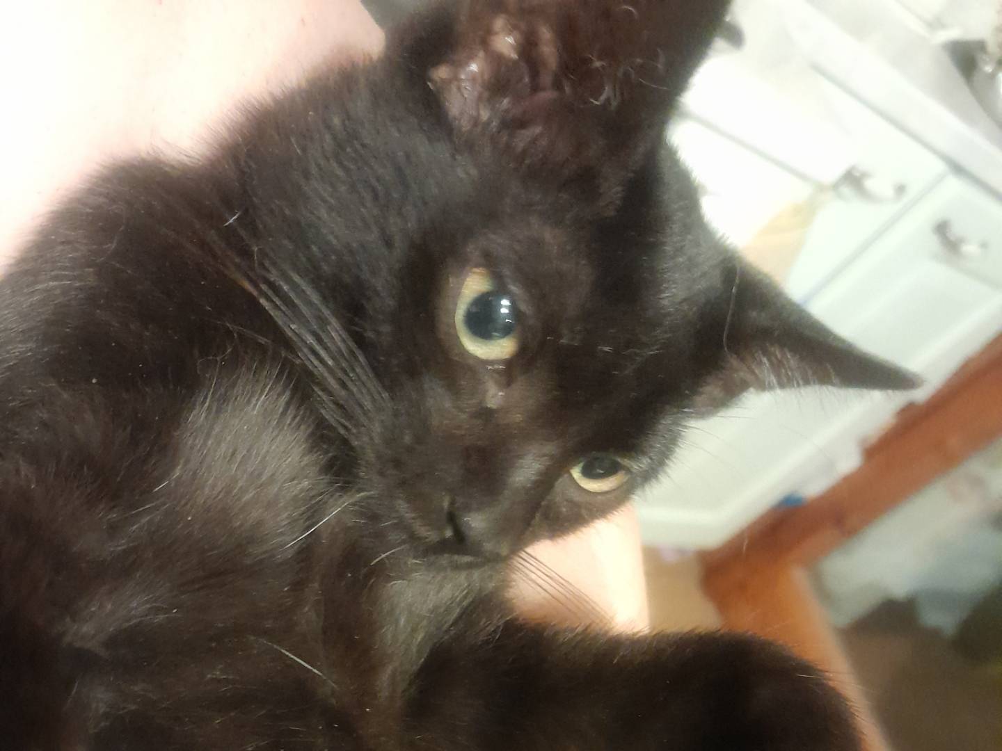 Adotta il gatto Ronfino a Roma