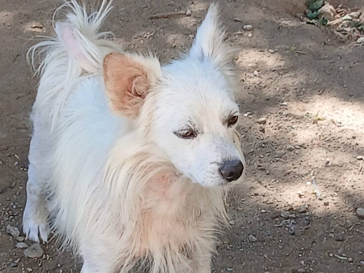 Adozione cane, maschio, Razza sconosciuta Razza sconosciuta, 3 anni e 2 mesi, taglia piccola, Udine