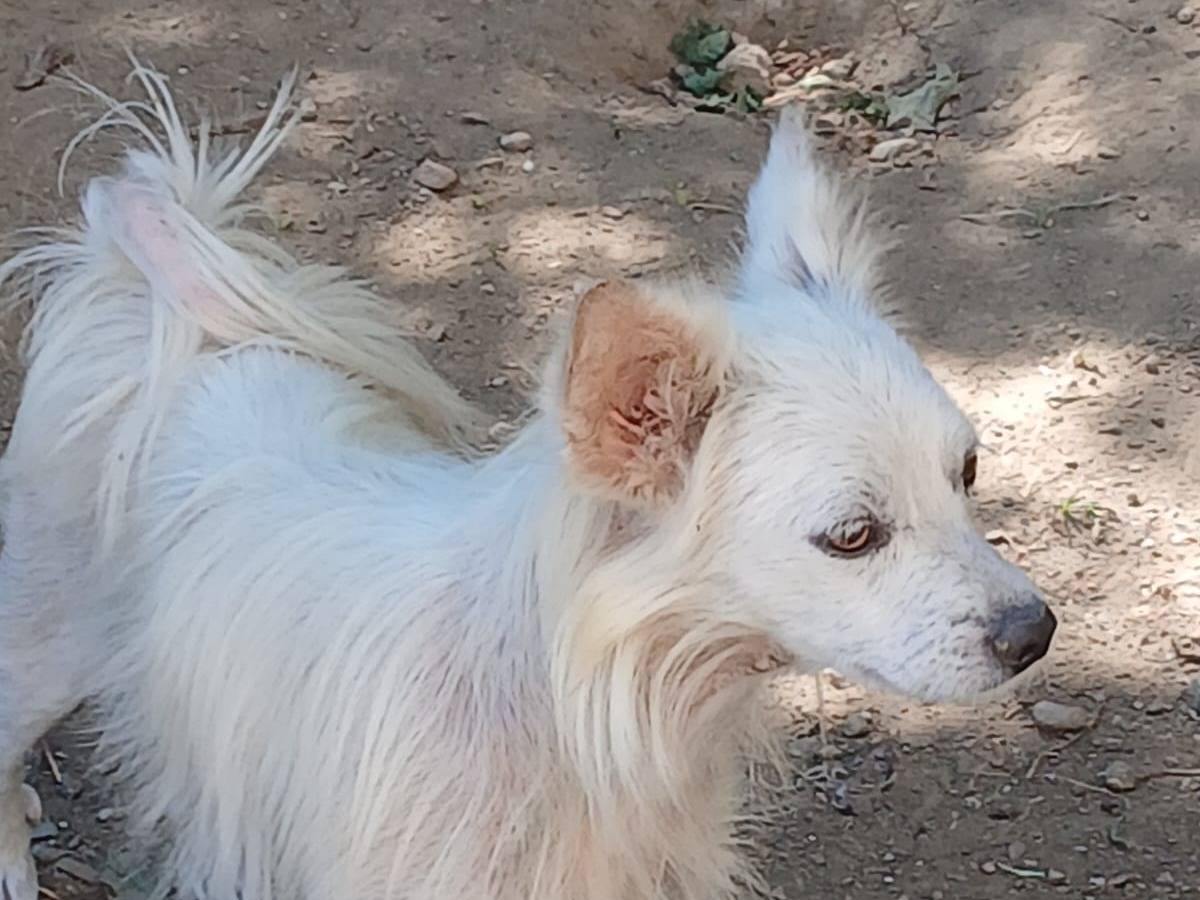Adotta un cane, maschio, 3 anni e 2 mesi, Udine
