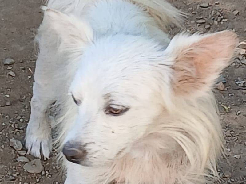 Adotta un cane, taglia piccola, maschio, Udine