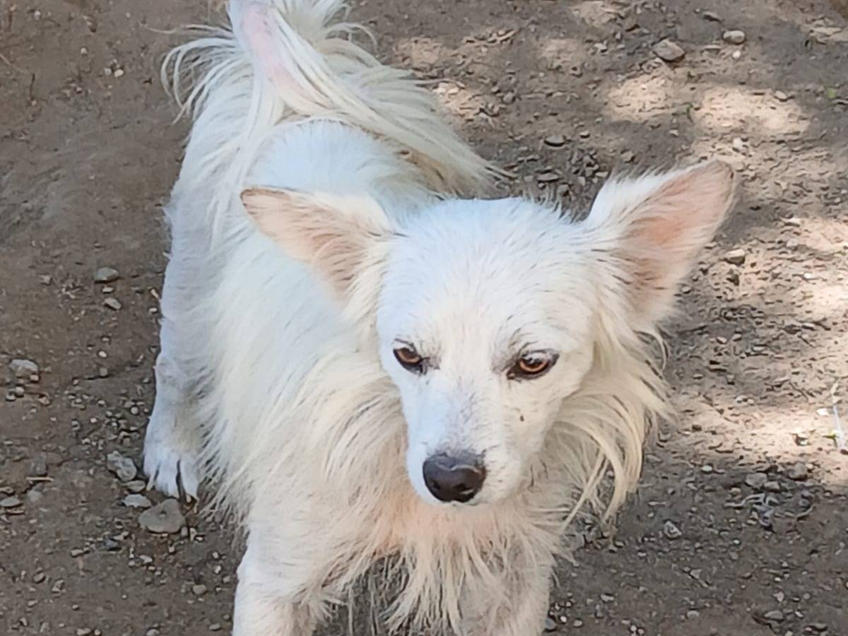 Vuoi adottare un cane a Udine?