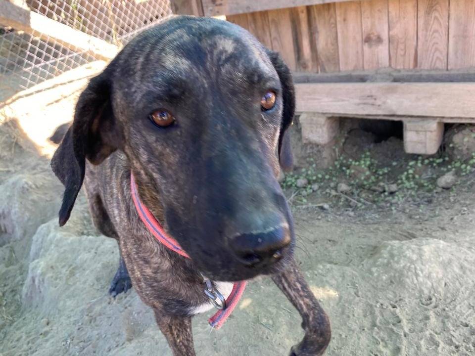 Adotta un cane, taglia gigante, femmina, Udine