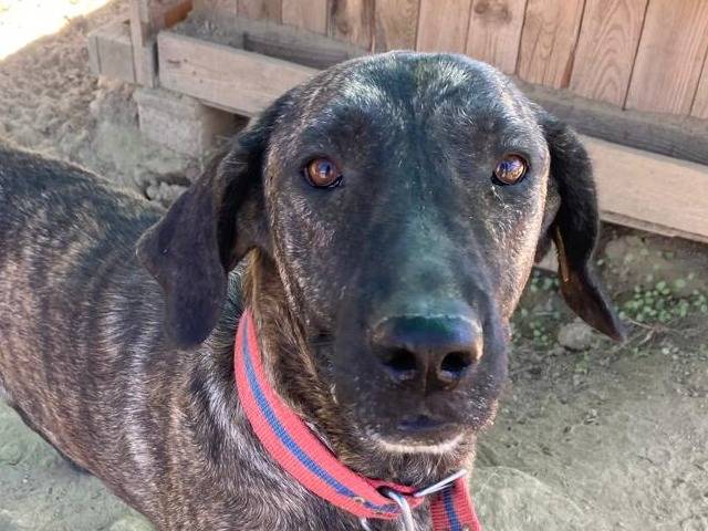 Adozione cane, femmina, Razza sconosciuta Razza sconosciuta, 4 anni e 5 mesi, taglia gigante, Udine