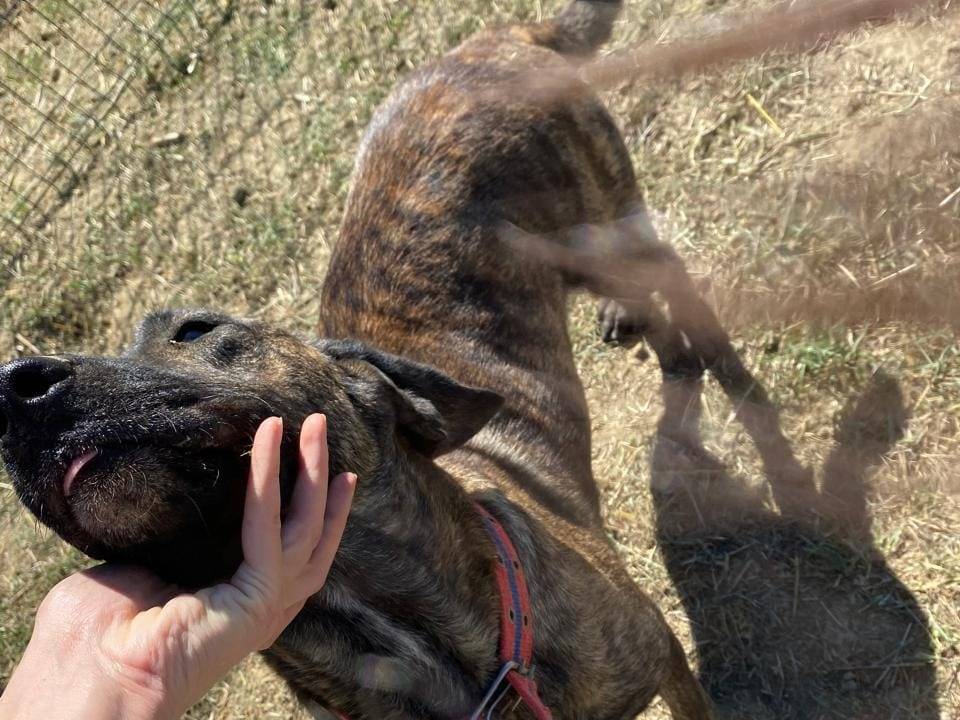 Vuoi adottare un cane a Udine?