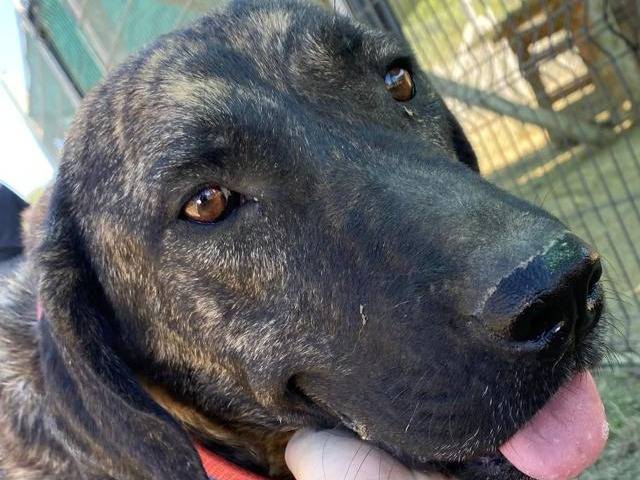 Adotta un cane, femmina, 4 anni e 5 mesi, Udine
