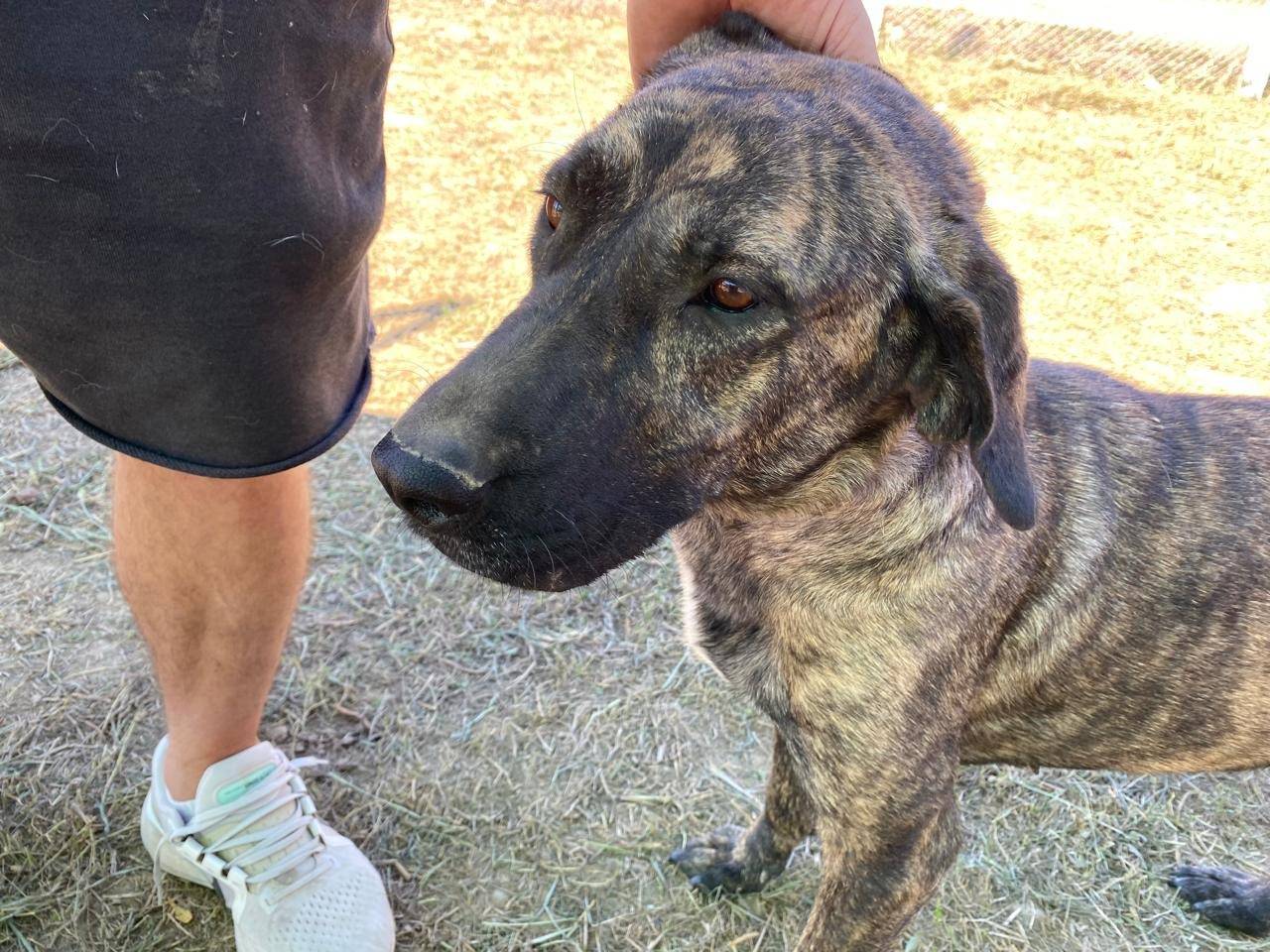 Adotta il cane Josie a Udine