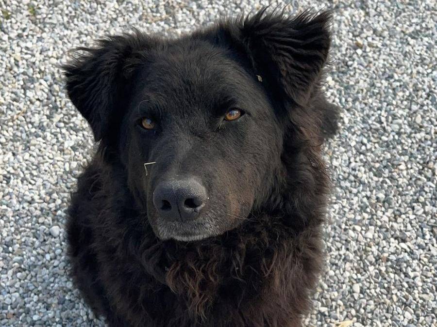Adozione cane, maschio, Pastore Belga Laekenois Razza sconosciuta, 6 anni e 9 mesi, taglia gigante, Brescia