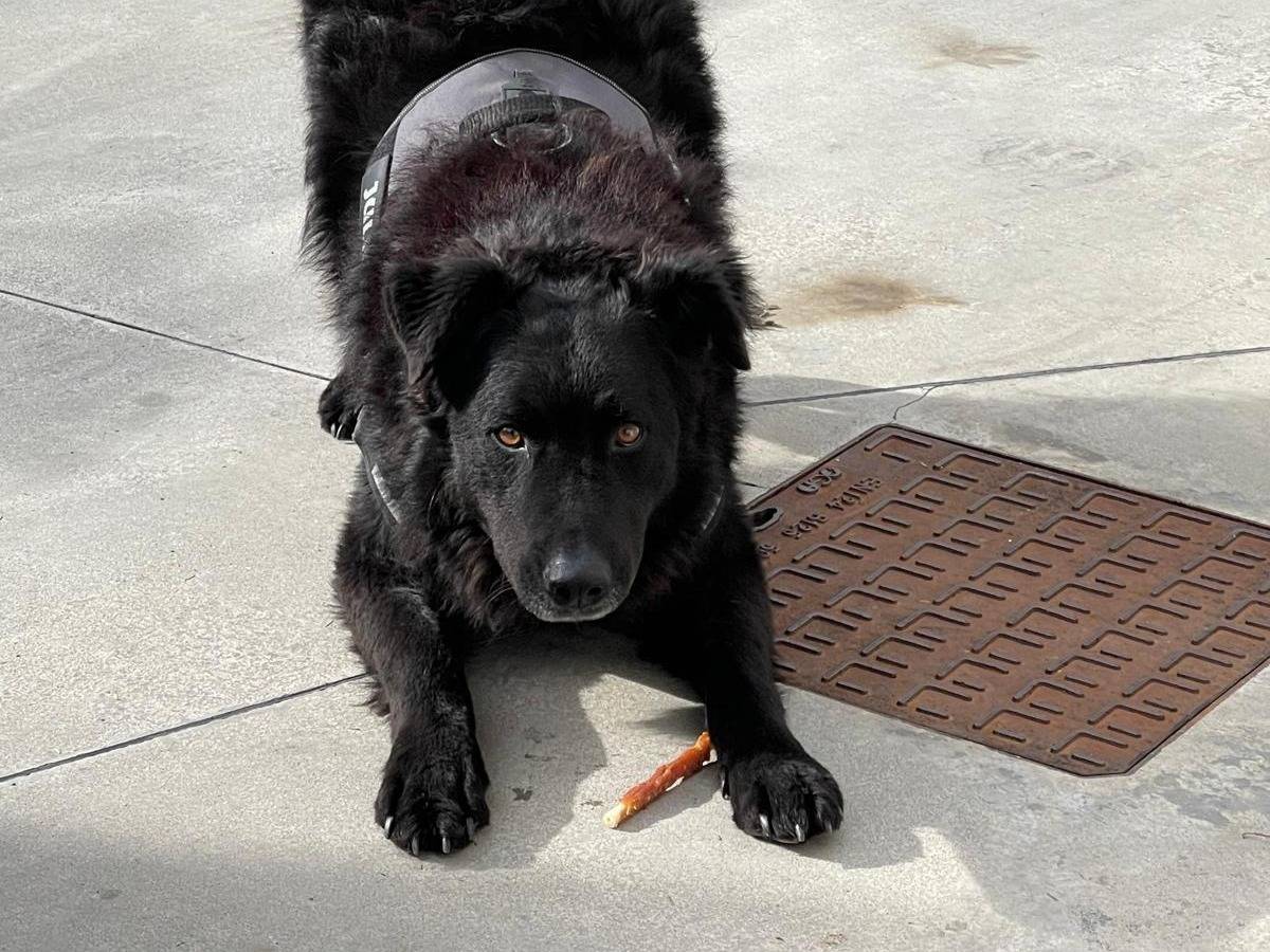 Adotta un cane, maschio, 6 anni e 9 mesi, Brescia
