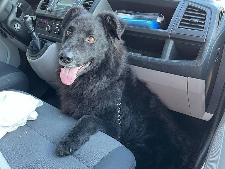 Adotta un cane, taglia gigante, maschio, Brescia
