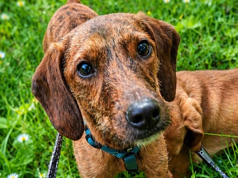 Adozione cane, femmina, Segugio maremmano Razza sconosciuta, 1 anno e 5 mesi, taglia piccola, Rieti