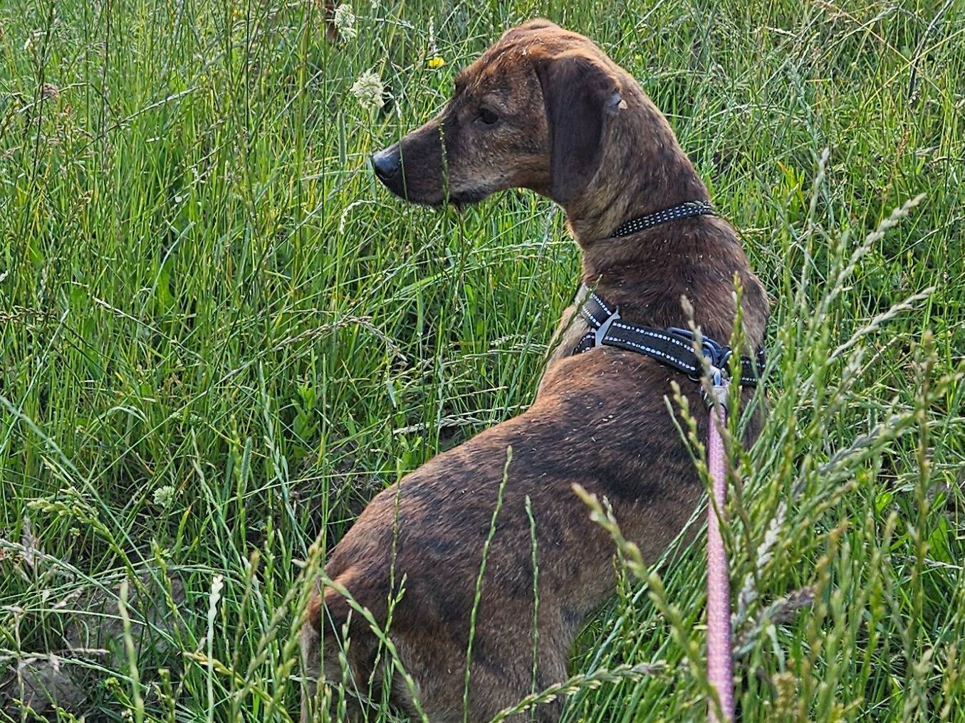 Adotta un cane, femmina, 1 anno e 5 mesi, Rieti