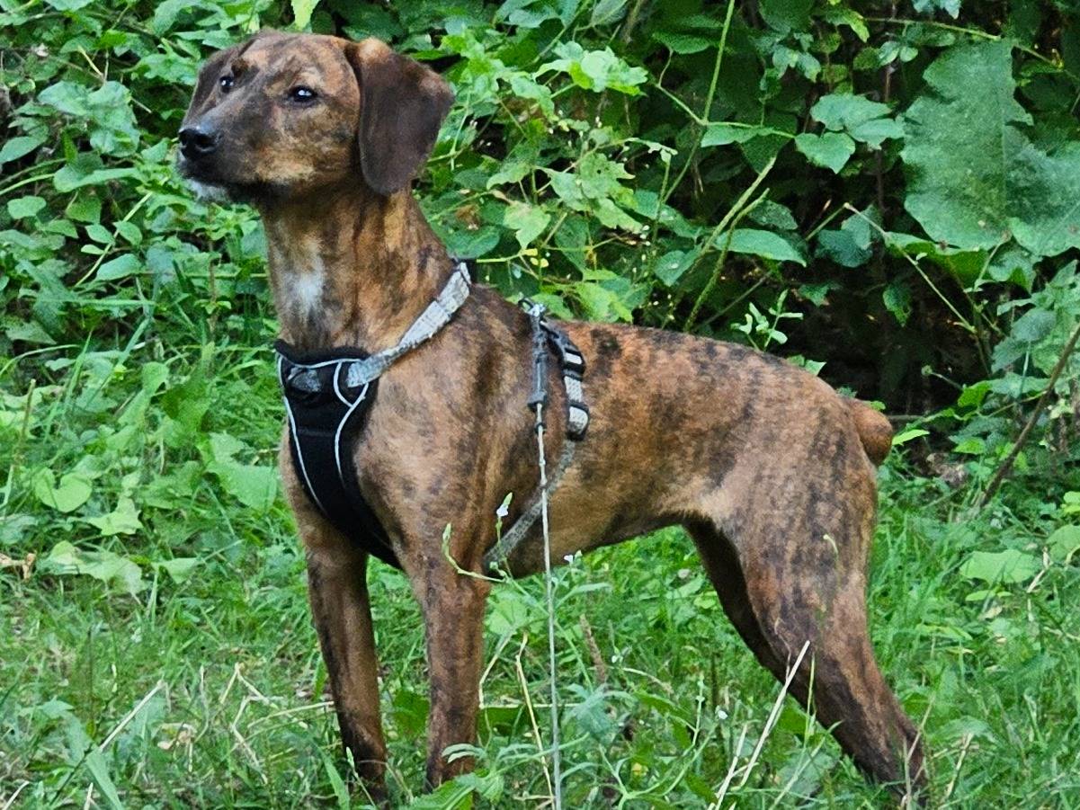 Adotta un cane, taglia piccola, femmina, Rieti