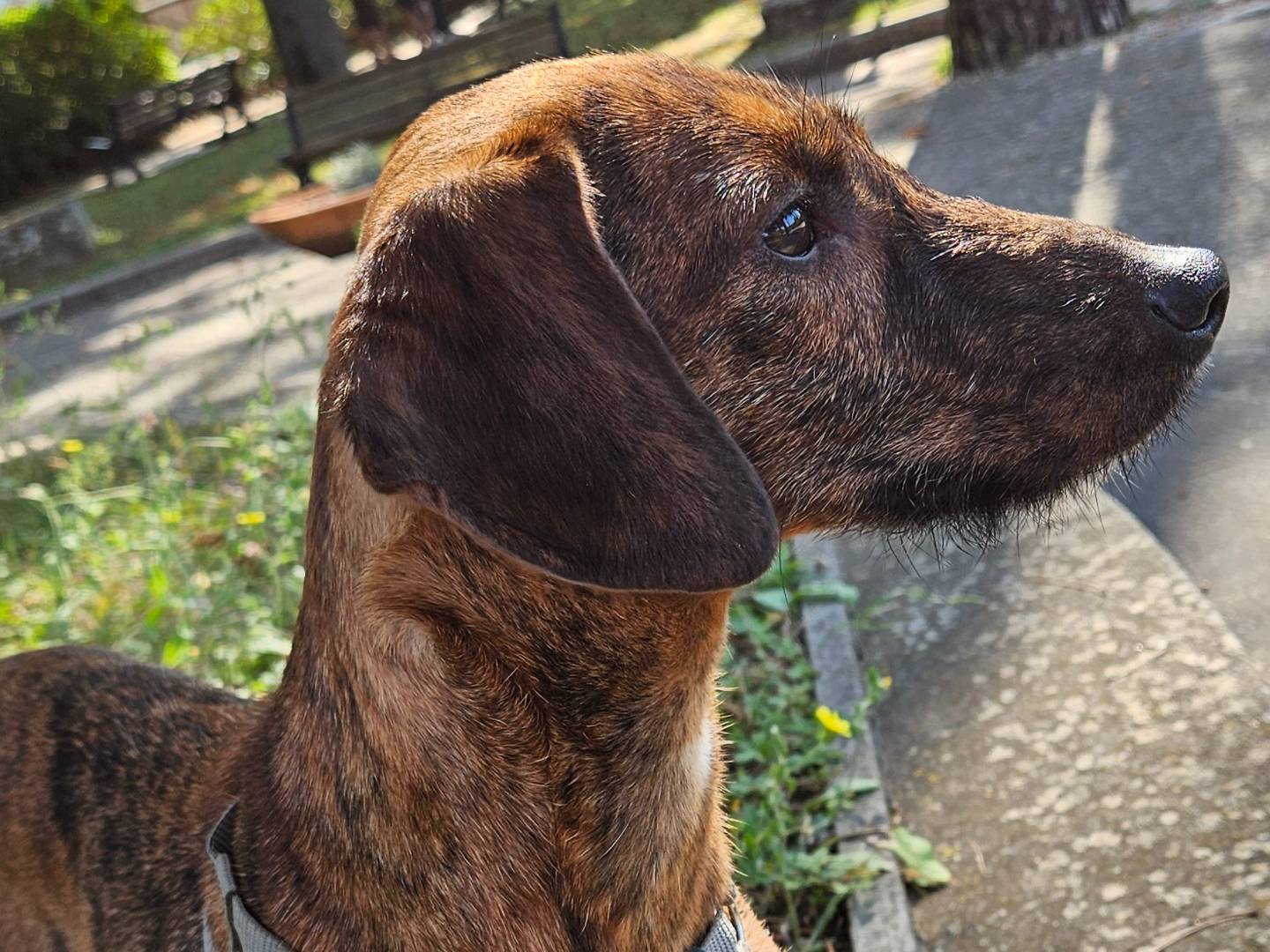 Vuoi adottare un cane a Rieti?